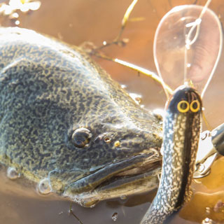 Vibes and Blade lures for Flathead, Bream, Bass and Cod