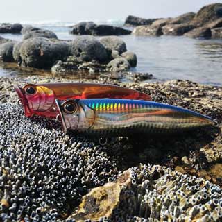 Surface Poppers for Trevally, Salmon, Tailor, GT’s through to Bass and Bream and any fish that feeds off the surface