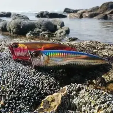 Surface Poppers for Trevally, Salmon, Tailor, GT’s through to Bass and Bream and any fish that feeds off the surface