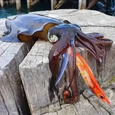 Surface Poppers for Trevally, Salmon, Tailor, GT’s through to Bass and Bream and any fish that feeds off the surface