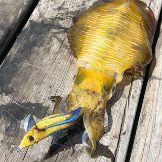 Fish Inc Egilicious 3.5 Squid Jigs