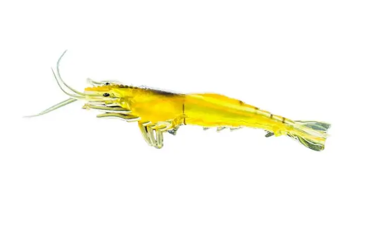 Lushazer Soft Plastic Shrimp Lure