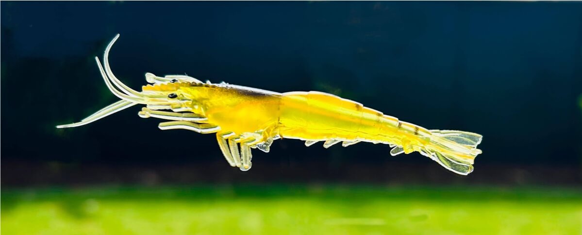 Realistic shrimp soft plastic lures